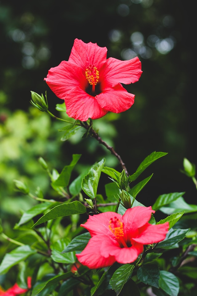 olga-dudareva-lVYAXoIfZPU-unsplash